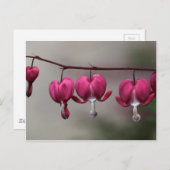 Carte Postale Fleurs cardiaques saignantes (Devant / Derrière)