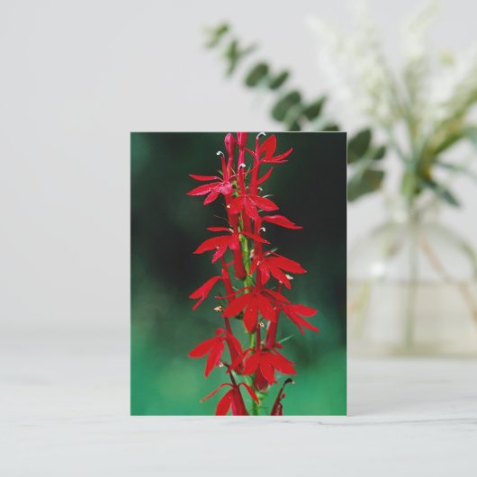 Carte Postale Fleurs cardinales (Debout devant)