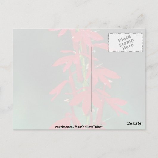 Carte Postale Fleurs cardinales (Dos)