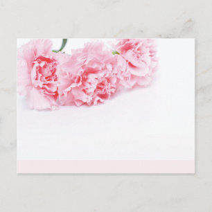 Carte Postale Fleurs carnation rose sur arrière - plan blanc