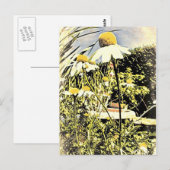 Carte postale Fleurs Chamomilles (Style Antique) (Devant / Derrière)