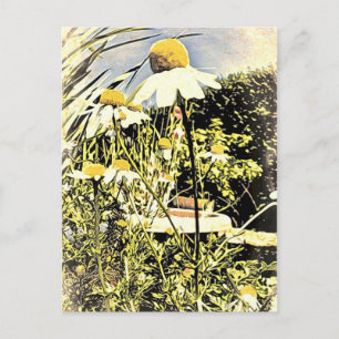 Carte postale Fleurs Chamomilles (Style Antique)