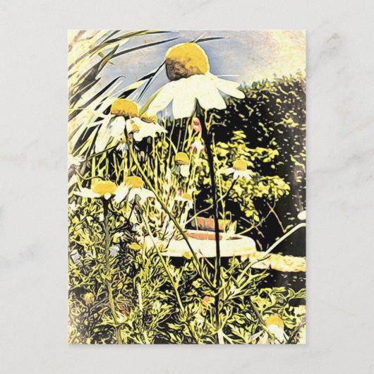 Carte postale Fleurs Chamomilles (Style Antique) (Devant)