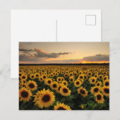 Carte Postale Fleurs | Champ de Tournesols (Devant / Derrière)