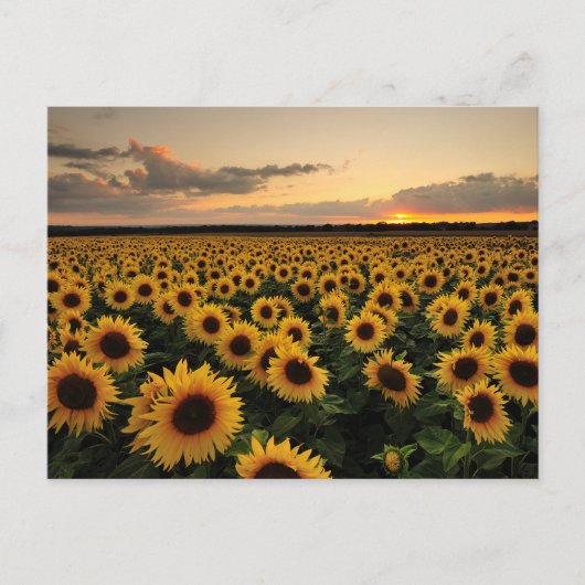 Carte Postale Fleurs | Champ de Tournesols (Devant)