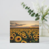 Carte Postale Fleurs | Champ de Tournesols (Debout devant)