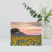 Carte Postale Fleurs | Champ de tournesols Provence, France (Debout devant)
