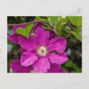Carte Postale Fleurs chez Robinette's Apple Haus & Gift Barn