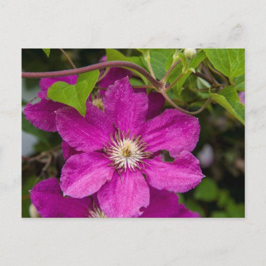 Carte Postale Fleurs chez Robinette's Apple Haus & Gift Barn (Devant)