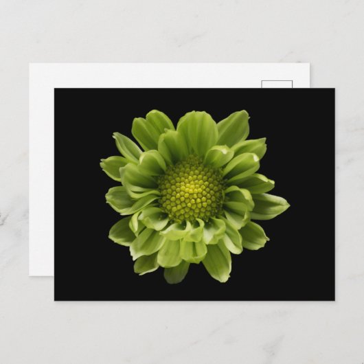 Carte Postale Fleurs | Chrysanthème vert (Devant / Derrière)