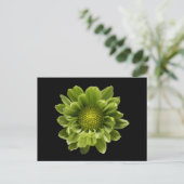 Carte Postale Fleurs | Chrysanthème vert (Debout devant)