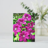 Carte Postale Fleurs Clematis (Debout devant)