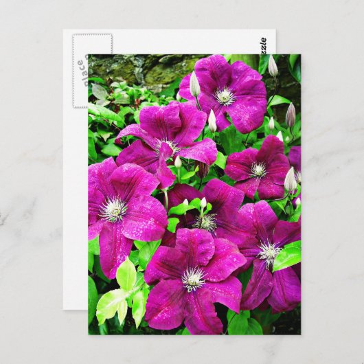 Carte Postale Fleurs Clematis (Devant / Derrière)
