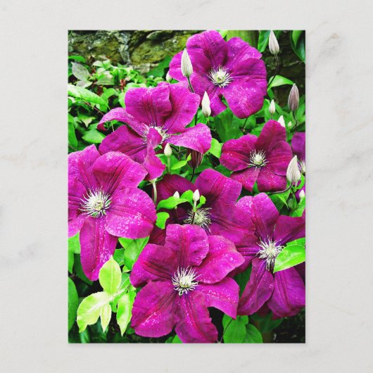 Carte Postale Fleurs Clematis (Devant)