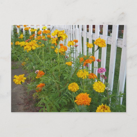 Carte Postale Fleurs & Clôture à claire-voie (Devant)