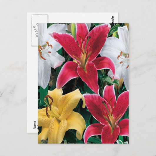 Carte postale Fleurs colorées (Devant / Derrière)