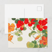 Carte Postale Fleurs colorées de Nasturtium (Devant / Derrière)