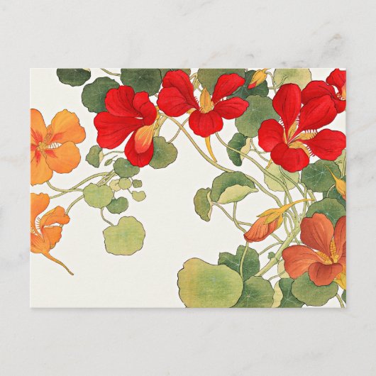 Carte Postale Fleurs colorées de Nasturtium (Devant)