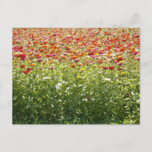 Carte Postale Fleurs Colorées de Printemps