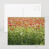 Carte Postale Fleurs Colorées de Printemps (Devant / Derrière)