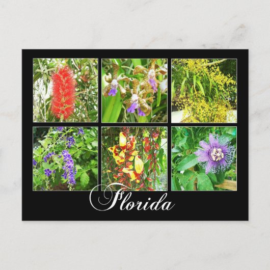 Carte Postale Fleurs colorées en Floride (Devant)