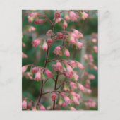 Carte Postale Fleurs Coralbell (Devant)
