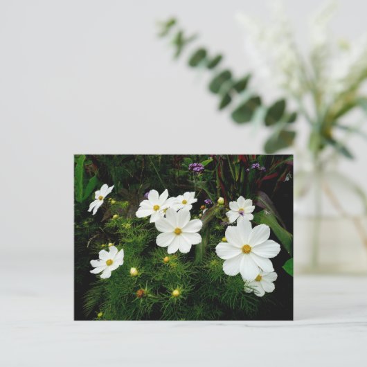 Carte Postale Fleurs Cosmos Blanches (Debout devant)