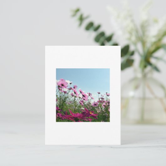 Carte Postale Fleurs Cosmos du Japon (Debout devant)