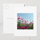 Carte Postale Fleurs Cosmos du Japon (Devant / Derrière)