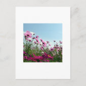 Carte Postale Fleurs Cosmos du Japon (Devant)