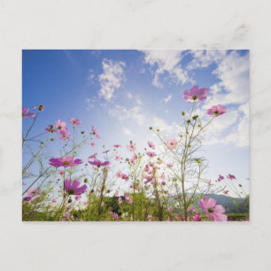Carte Postale Fleurs cosmos. Otsu, Préfecture de Shiga, Japon 2