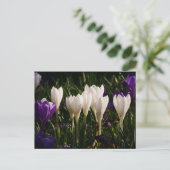 Carte postale Fleurs Crocus Blanches (Debout devant)