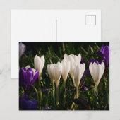 Carte postale Fleurs Crocus Blanches (Devant / Derrière)