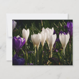 Carte postale Fleurs Crocus Blanches