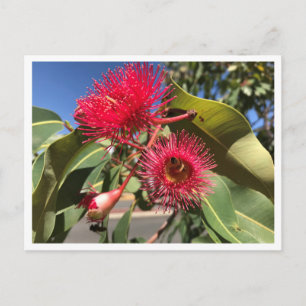 Carte Postale Fleurs d'abeille de miel et d'eucalyptus