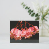 Carte Postale Fleurs d'aile rose Begonia Angel (Debout devant)