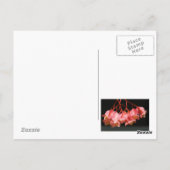 Carte Postale Fleurs d'aile rose Begonia Angel (Dos)