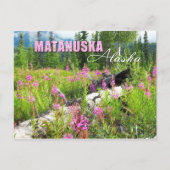 Carte Postale Fleurs d'algues à Matanuska Valley, Alaska (Devant)