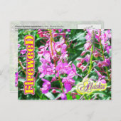 Carte Postale Fleurs d'algues roses en Alaska (Devant / Derrière)