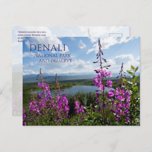 Carte Postale Fleurs d'algues, Wonder Lake Denali NP, Alaska (Devant / Derrière)