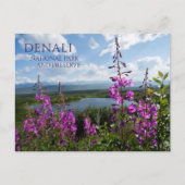 Carte Postale Fleurs d'algues, Wonder Lake Denali NP, Alaska (Devant)