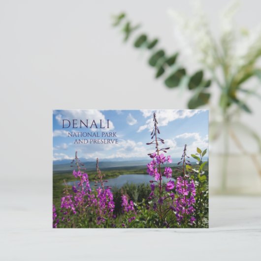 Carte Postale Fleurs d'algues, Wonder Lake Denali NP, Alaska (Debout devant)