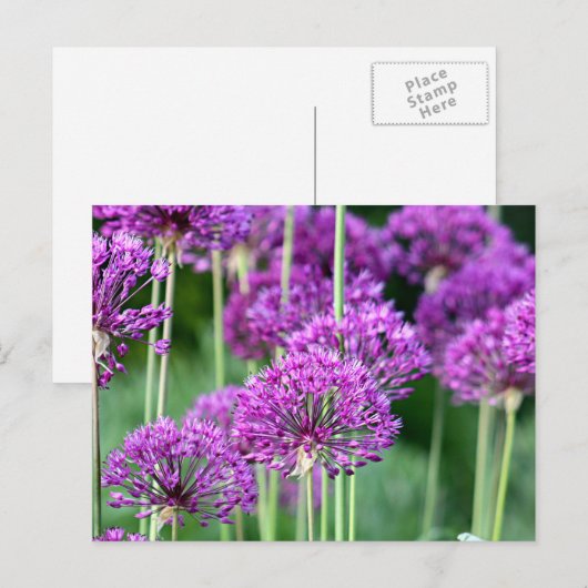 Carte Postale Fleurs d'Allium (Devant / Derrière)