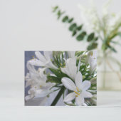 Carte Postale Fleurs d'Allium blanc 1 (Debout devant)