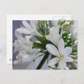 Carte Postale Fleurs d'Allium blanc 1 (Devant / Derrière)