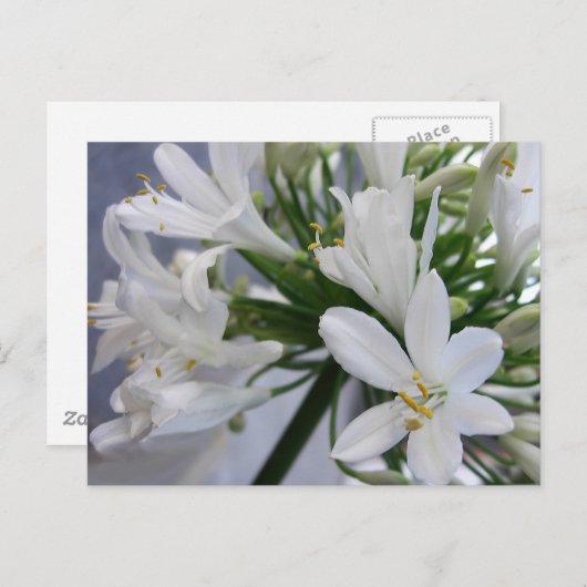 Carte Postale Fleurs d'Allium blanc 1 (Devant / Derrière)