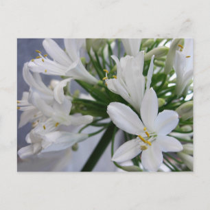 Carte Postale Fleurs d'Allium blanc 1