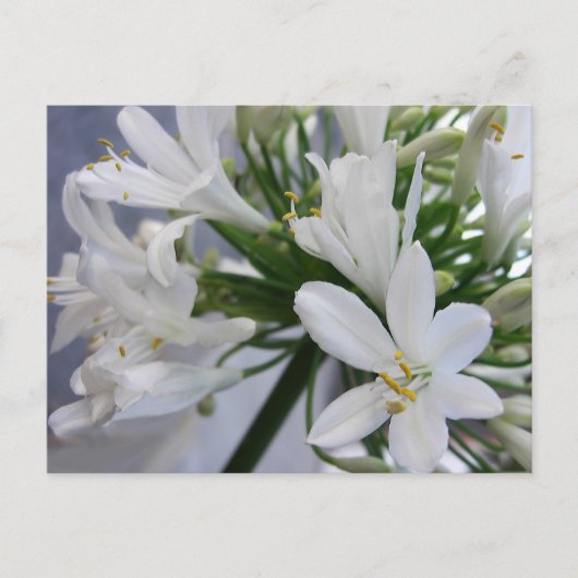 Carte Postale Fleurs d'Allium blanc 1 (Devant)