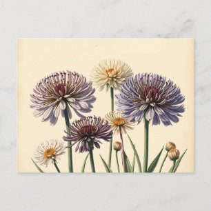 Carte Postale Fleurs d'Allium muté sur papier vieilli