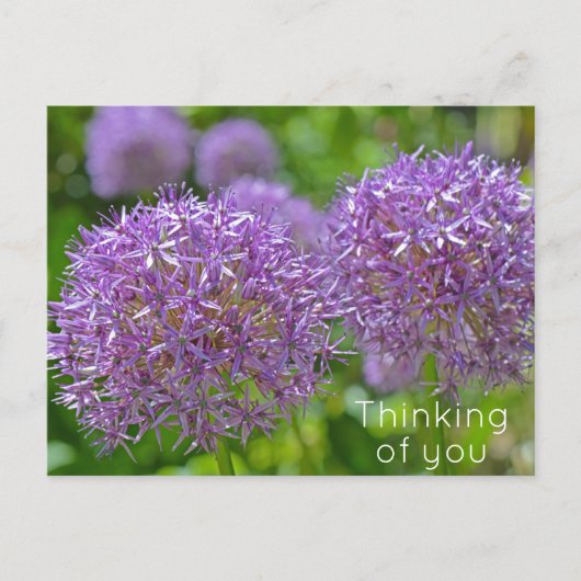 Carte Postale Fleurs d'Allium pourpres qui pensent à vous (Devant)